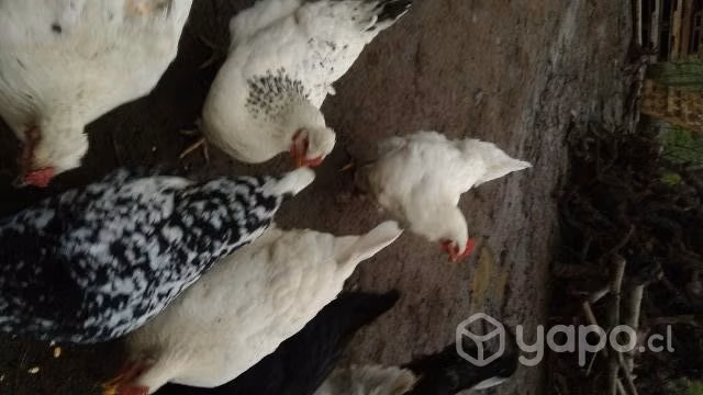 gallinas