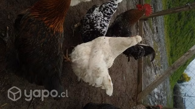 gallinas