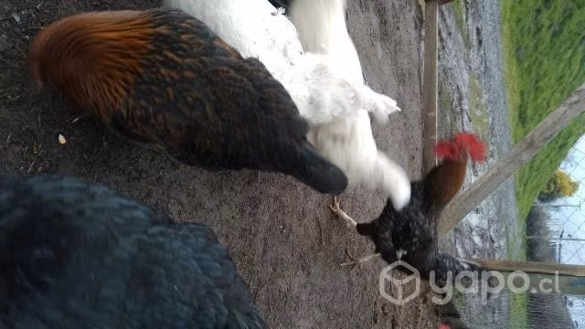 gallinas