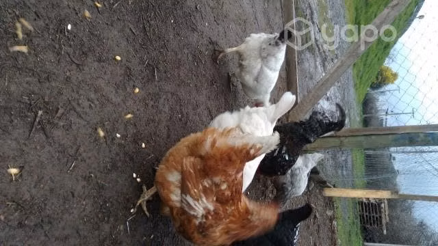 gallinas