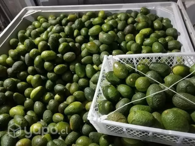 Palta hass - Imagen 3