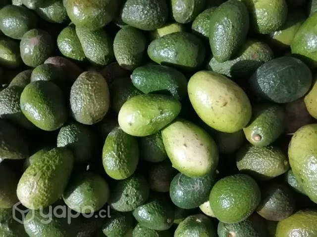 Palta hass - Imagen 2