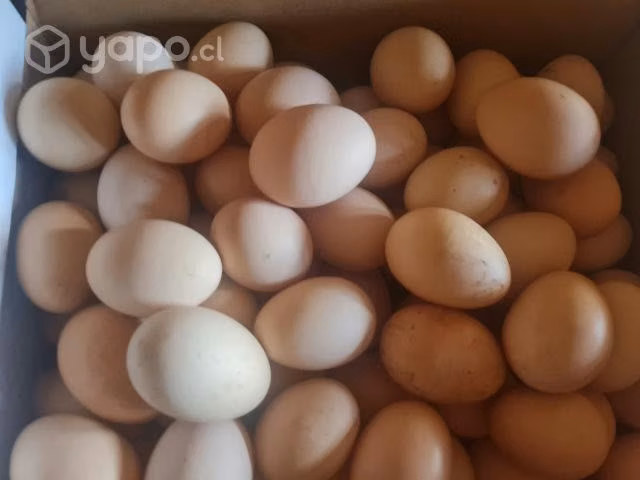 Huevo gallinas brahama