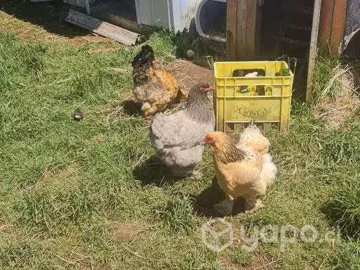 Huevo gallinas brahama