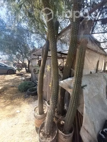Cactus Quisco