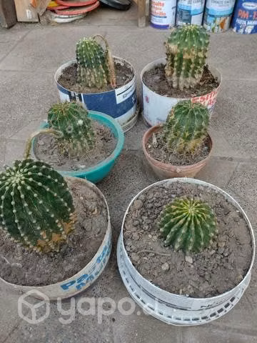 Cactus varios