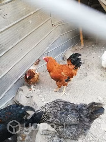 Gallinas criollas - Imagen 3