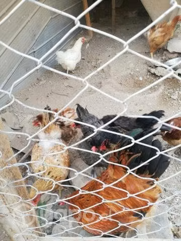 Gallinas criollas - Imagen 2