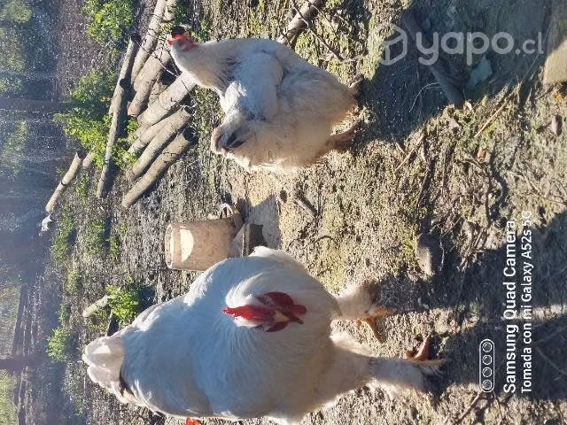 Pareja Gallina cochinchina gigante