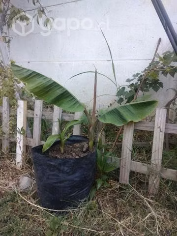 Plantas de platanos frutales