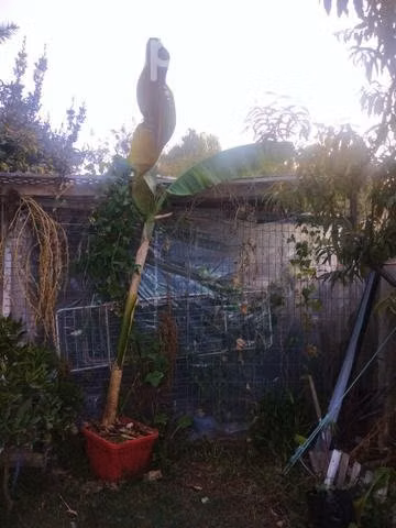 Plantas de platanos frutales