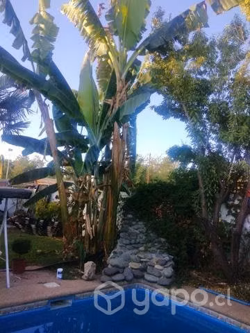 Plantas de platanos frutales