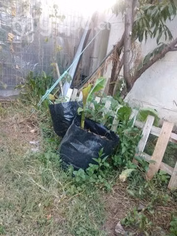 Plantas de platanos frutales
