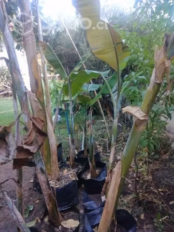 Plantas de platanos frutales