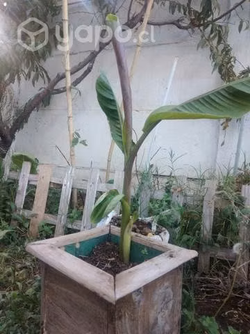 Plantas de platanos frutales