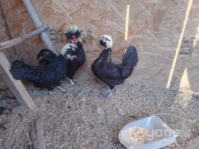 Gallos Polacos