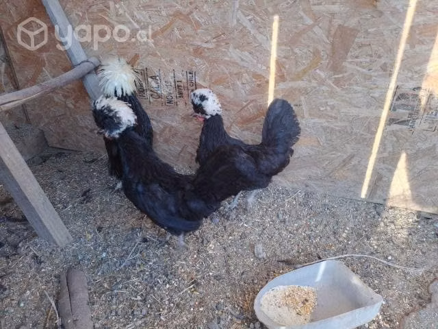 Gallos Polacos