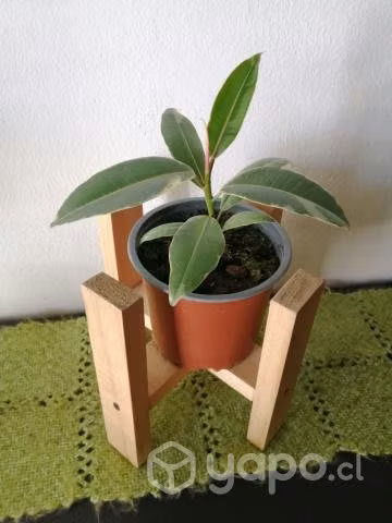 Gomero Doescheri con porta maceta a domicilio