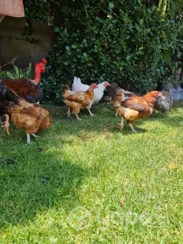 Gallinas - Imagen 5
