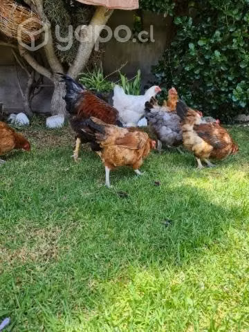 Gallinas