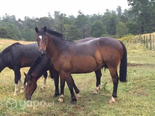 Caballo inscrito
