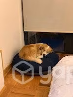 Cama perro mediano/grande - Imagen 2