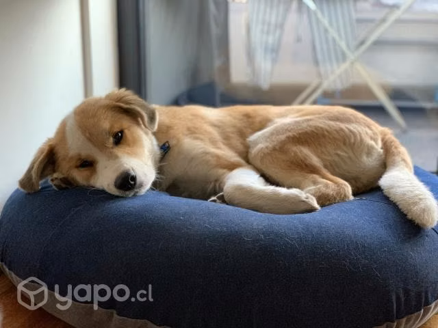 Cama perro mediano/grande - Imagen 3