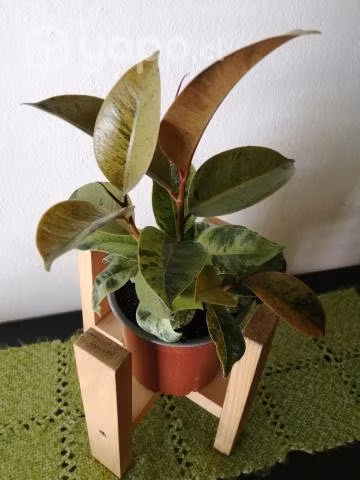 Gomero Variegado - Ficus Elástica con porta maceta