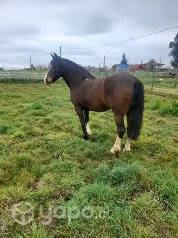Yegua monturera