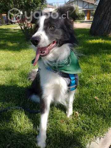 Border Collie busca novia