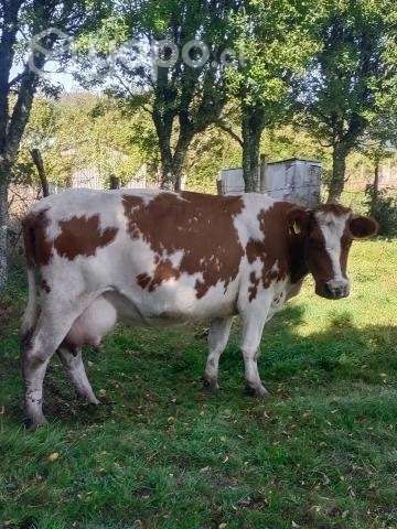 Vaca preñada - Imagen 2