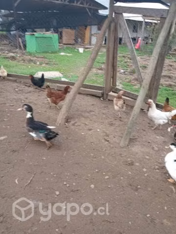 Gallos