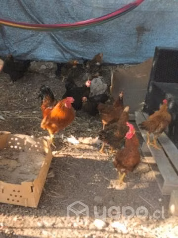 Gallos