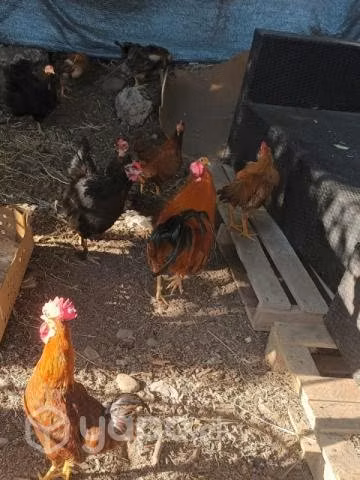 Gallos - Imagen 4