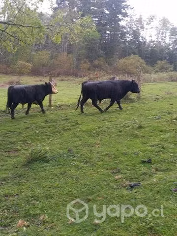 Toritos a la Venta