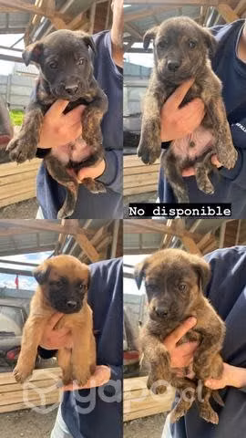 Regalo perritos