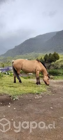 yegua mansa 14 años
