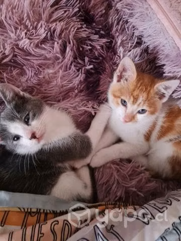 Adopten un gatito/a son lindos juguetones