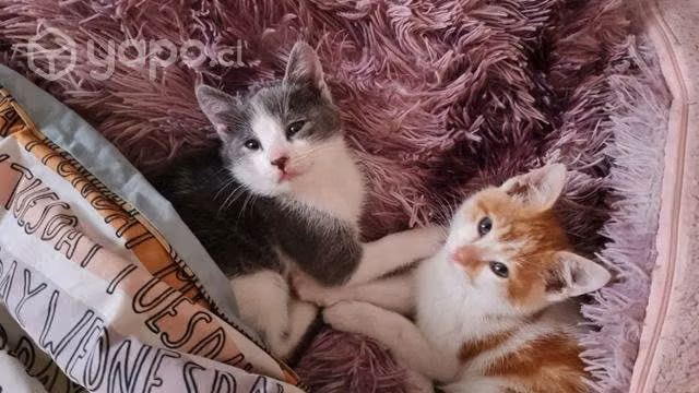 Adopten un gatito/a son lindos juguetones