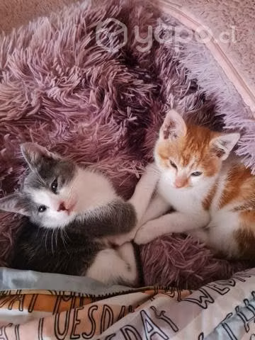 Adopten un gatito/a son lindos juguetones