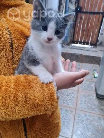 Adopten un gatito/a son lindos juguetones