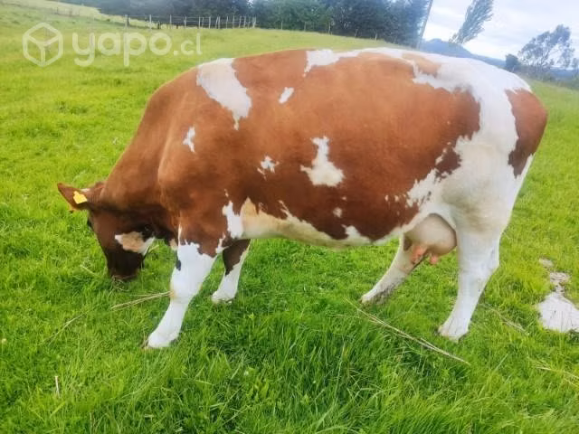 Vaca gorda - Imagen 3