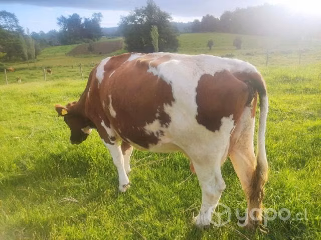Vaca gorda