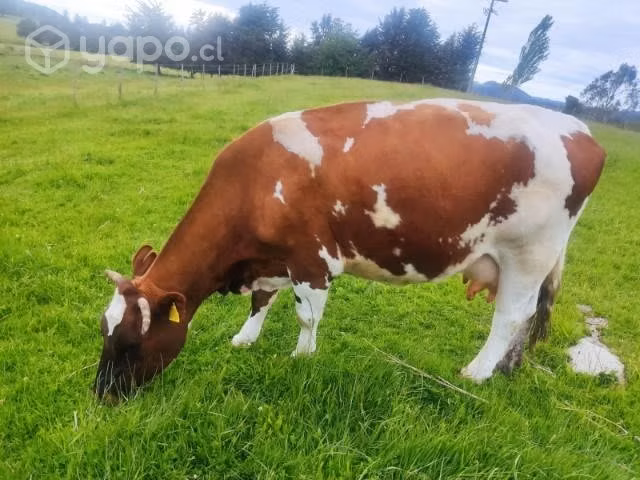 Vaca gorda - Imagen 2