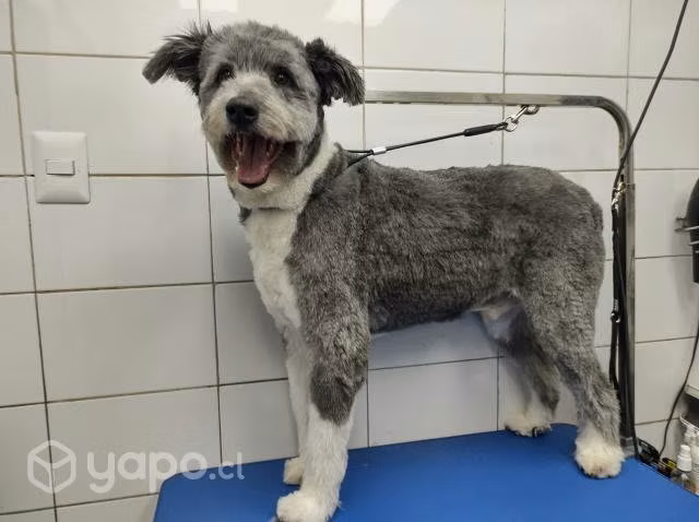 Peluquería Canina en domicilio