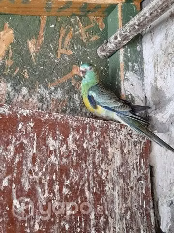 Rabadillas juveniles