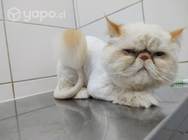 Peluquería Felina a Domicilio