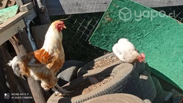 Lote de gallinas