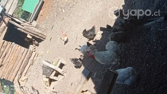 Lote de gallinas