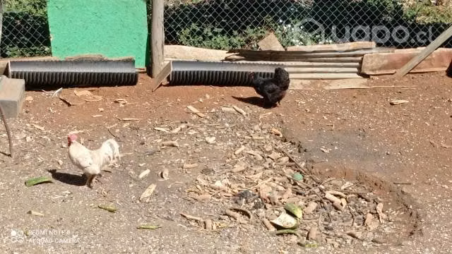 Lote de gallinas
